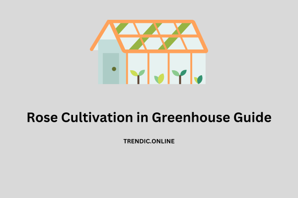 Rose Cultivation in Greenhouse Guide