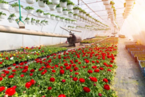 Rose Cultivation